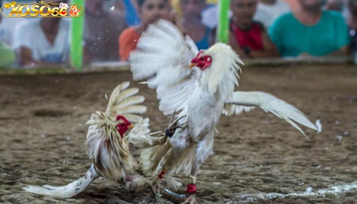 Thông tin khái quát về đá gà Xoso66